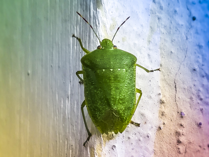 The Green Bug